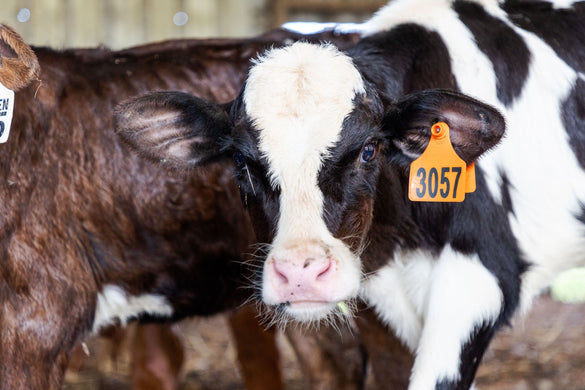 How To Laser Engrave Cattle Ear Tags